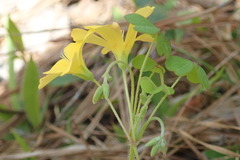Oxalis colorea