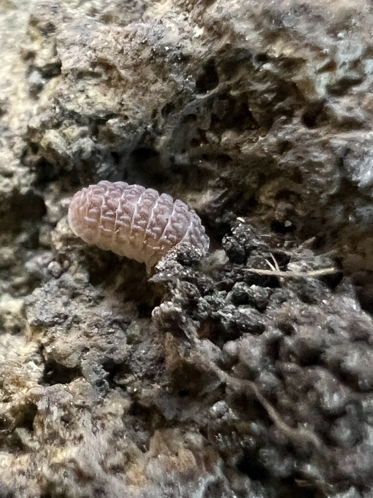 Ctenorillo tuberosus