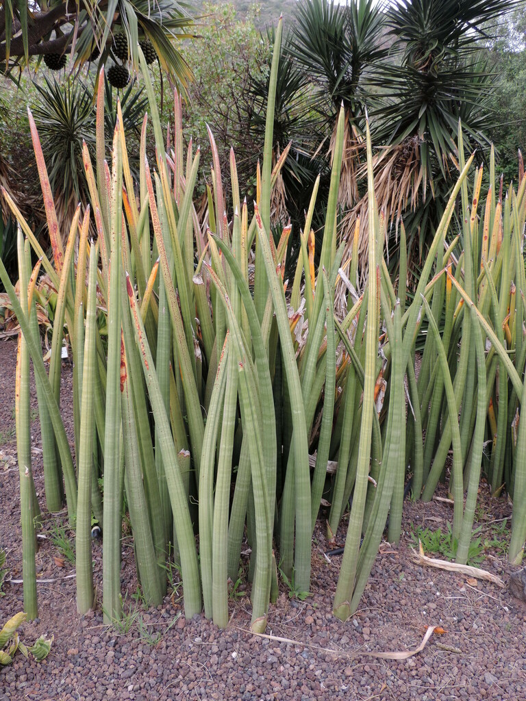 Sansevieria stuckyi