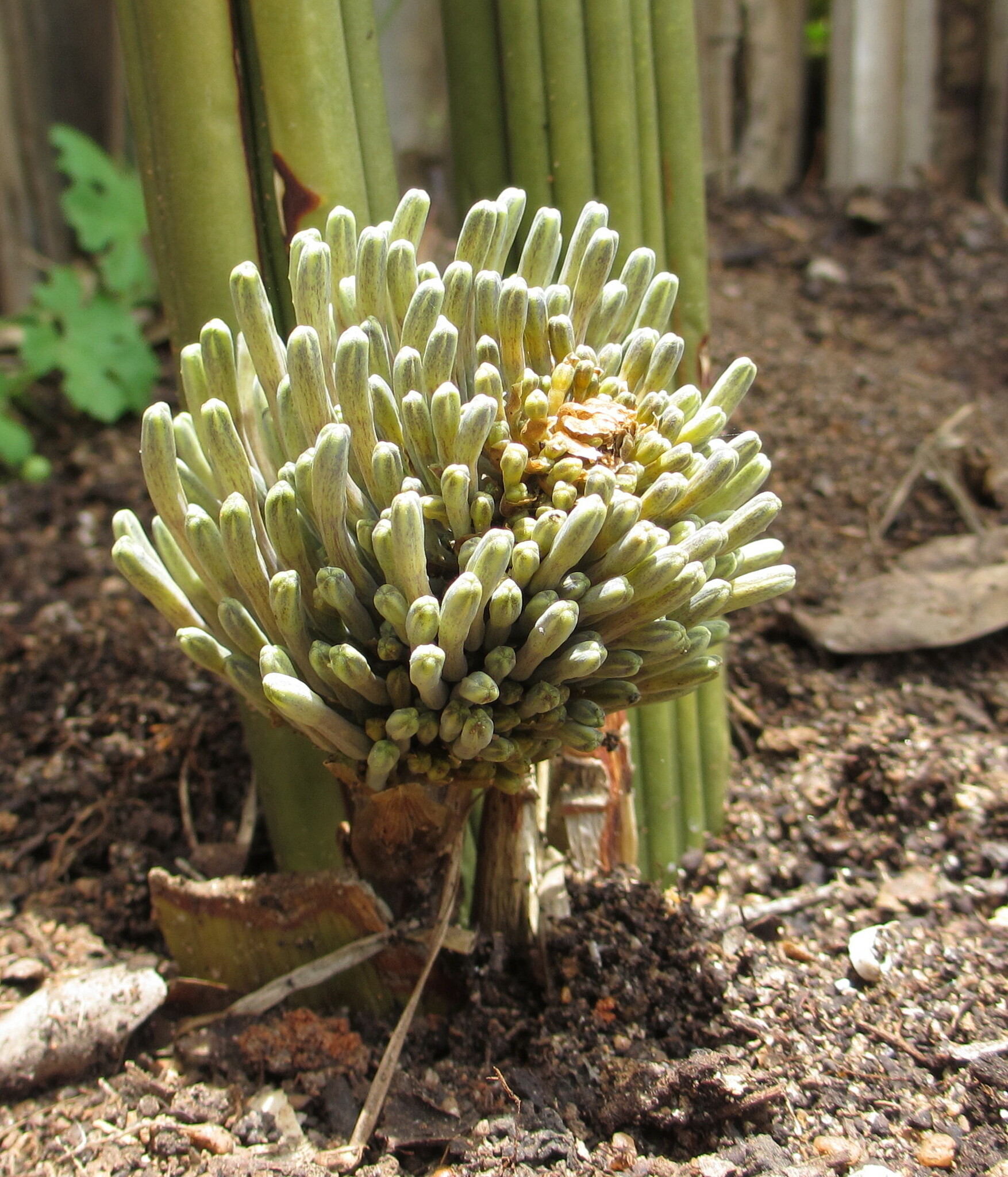 Photos of Elephant Tusks Plant (Sansevieria stuckyi)  iNaturalist