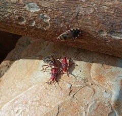 Probergrothius