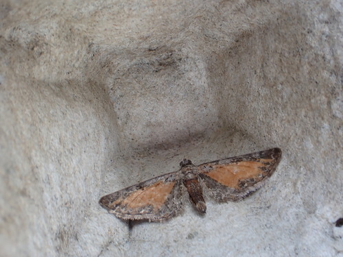 Tawny Speckled Pug, Buxton SK17, UK, photo 10 of 10