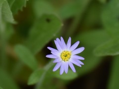 Chaetopappa bellidifolia