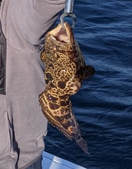 Leopard Toadfish photo 2