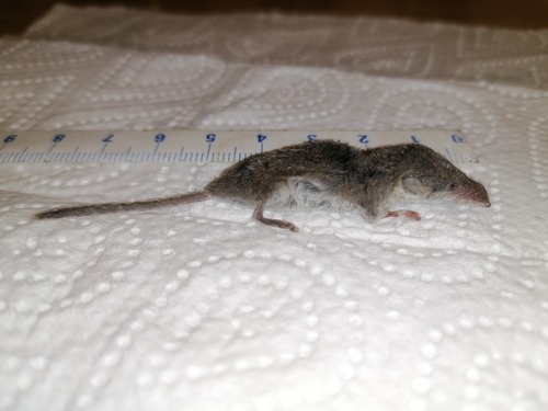 Pygmy White-toothed Shrew, 36100 Vicenza VI, Italia, photo 10 of 10