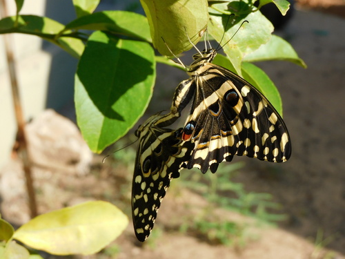 Citrus Swallowtail