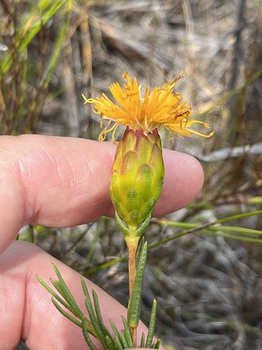 Image of Pteronia tenuifolia by (c) Charleen Brunke, some rights reserved (CC BY)