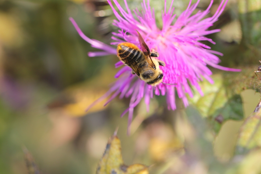 Leafcutter, Mortar, and Resin Bees from SE corner of Rt. 30 and Central ...