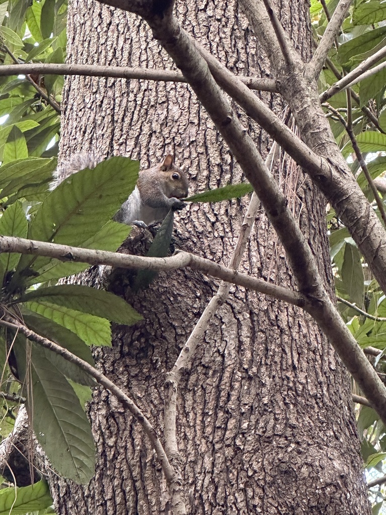 Eastern Gray Squirrel from Santa Fe College Teaching Zoo, Gainesville