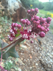 Asclepias cordifolia