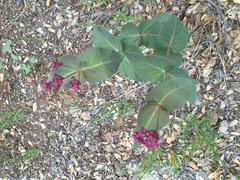 Asclepias cordifolia