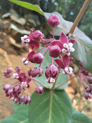 Asclepias cordifolia