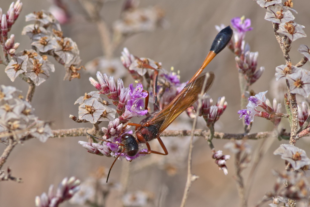 Ammophila insignis