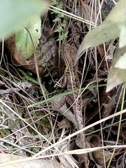 Stenocercus trachycephalus