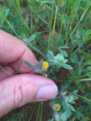 Acmispon brachycarpus