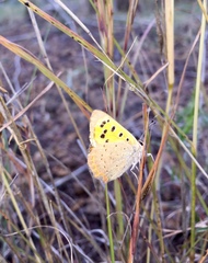 Lycaena phlaeas