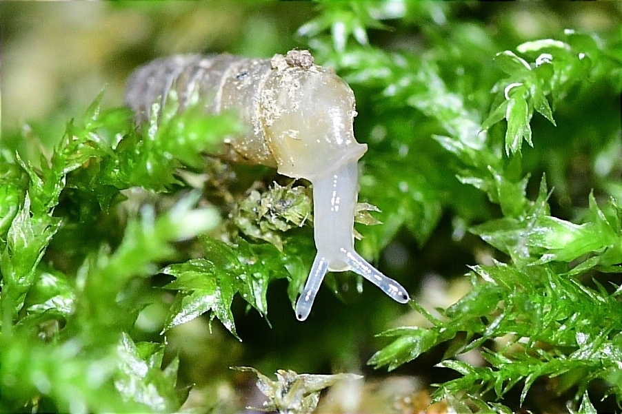 Argna bourguignatiana