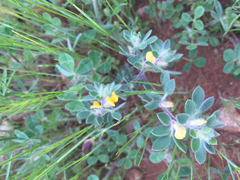 Acmispon brachycarpus