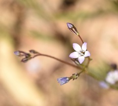 Gilia transmontana
