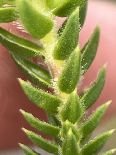 Image of Diosma arenicola by (c) Charleen Brunke, some rights reserved (CC BY)