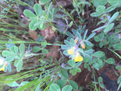 Acmispon brachycarpus