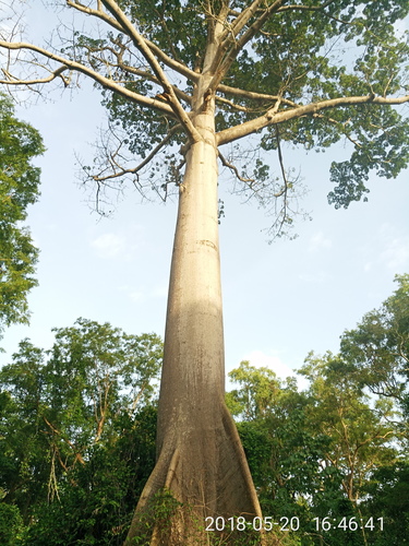 Kapok Tree