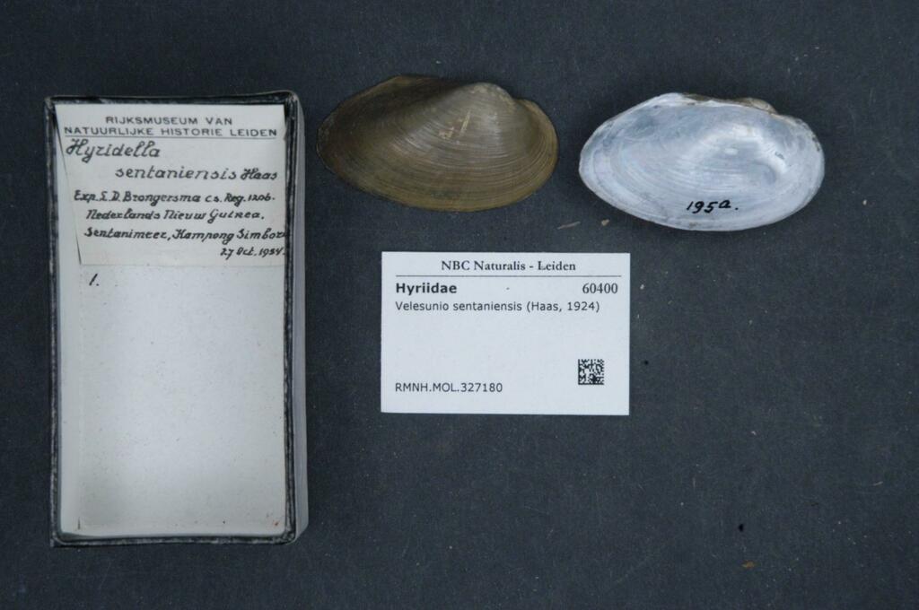 Velesunio sentaniensis