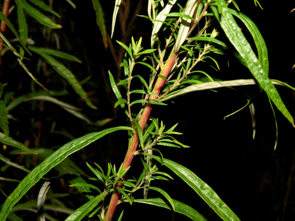 Seleng Wormwood from Дзержинский р-н, Ярославль, Ярославская обл ...