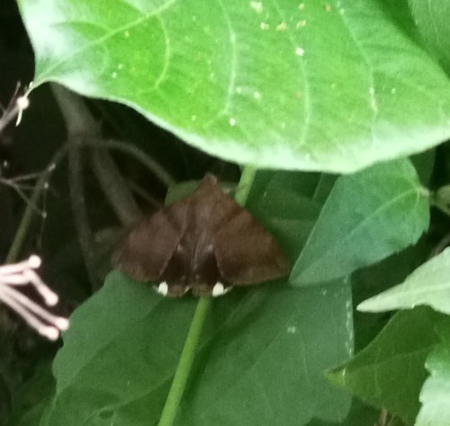 Lienard's Achaea