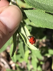 Hesperomyces virescens