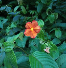 Mussaenda elegans