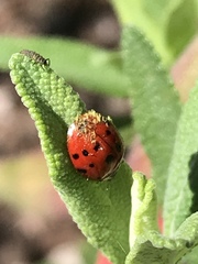 Hesperomyces virescens