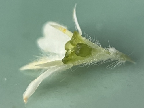 Image of Diosma arenicola by (c) Charleen Brunke, some rights reserved (CC BY)
