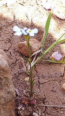 Iberis pectinata