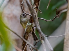 Boat-Billed Tody-Tyrant photo 1