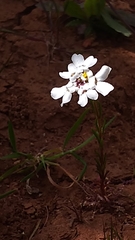 Iberis pectinata