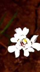Iberis pectinata