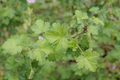 Ribes echinellum