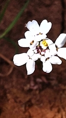 Iberis pectinata