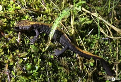 Plethodon idahoensis