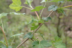 Ribes echinellum