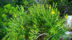 Genista hirsuta