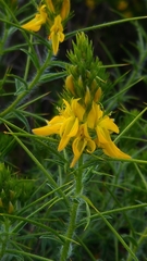 Genista hirsuta