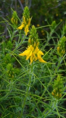 Genista hirsuta