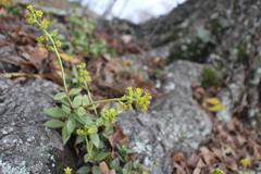 Lenophyllum texanum, photograph (c) Dakota Parish, some rights reserved (CC BY)
