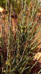 Osyris alba