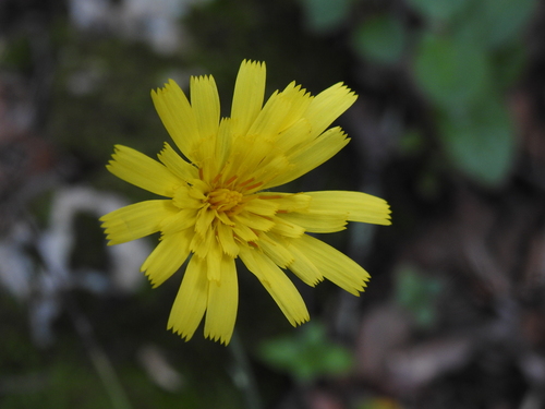 Image of Hieracium glaucinum by (c) Yves Bas, some rights reserved (CC BY)