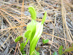 Dionaea muscipula