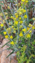 Osyris alba