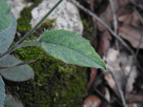 Image of Hieracium glaucinum by (c) Yves Bas, some rights reserved (CC BY)